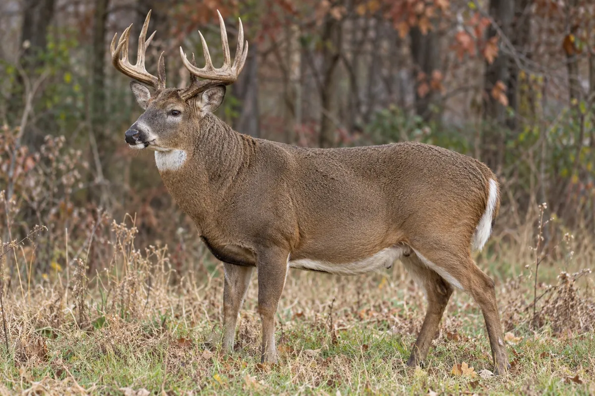 Mature whitetail buck showing heavy neck and body