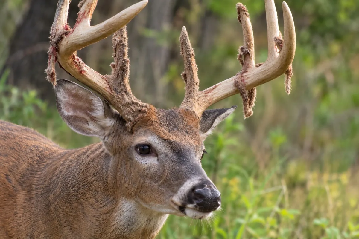 Buck shedding velvet