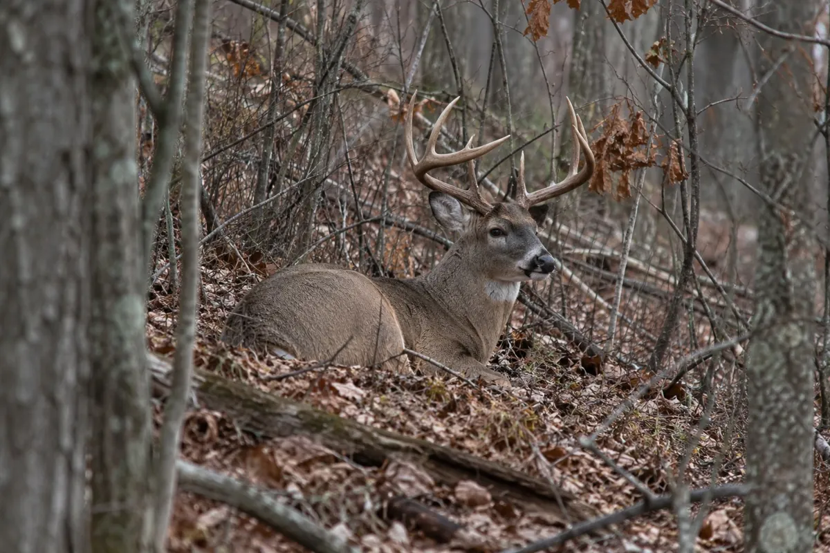 Whitetail buck bedded on a hillside with head up