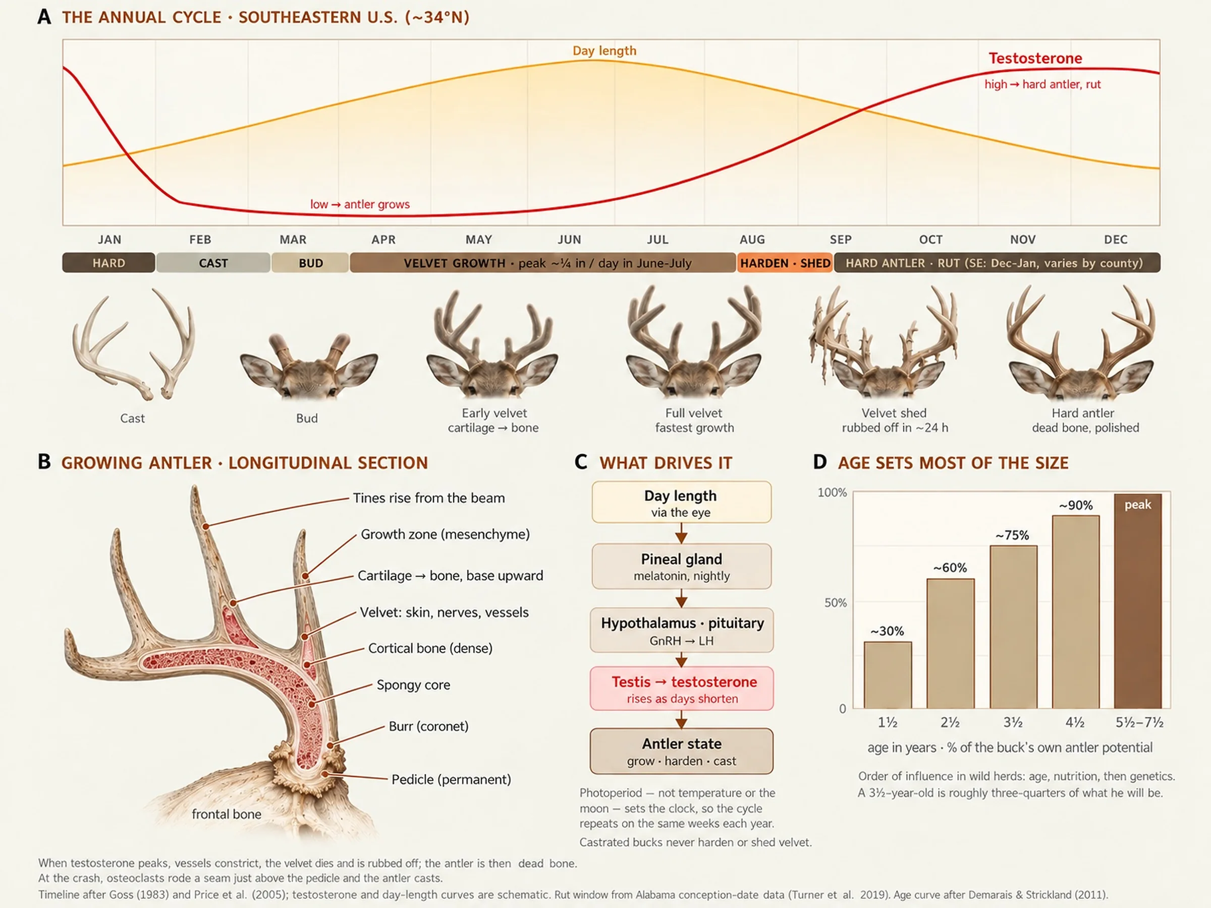 Whitetail antler cycle: annual timeline, antler section, hormonal drivers and size by age