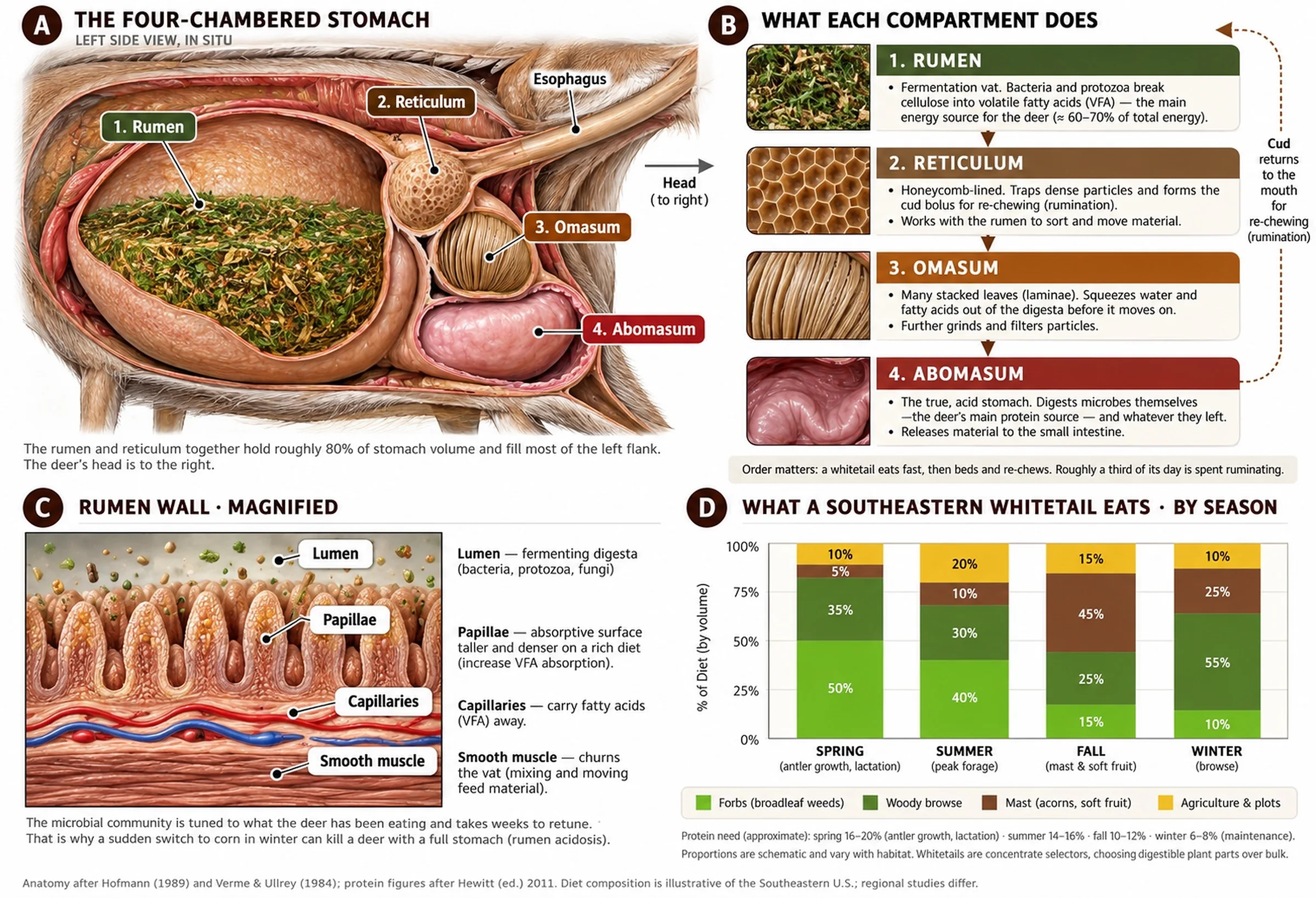 Whitetail digestion: four-chambered stomach, compartment functions, rumen wall and seasonal diet
