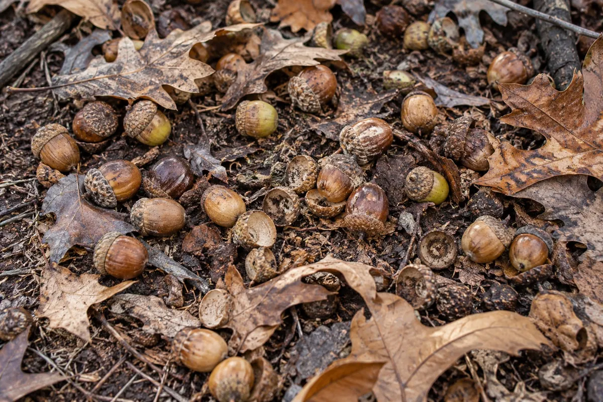 White oak acorns on the ground