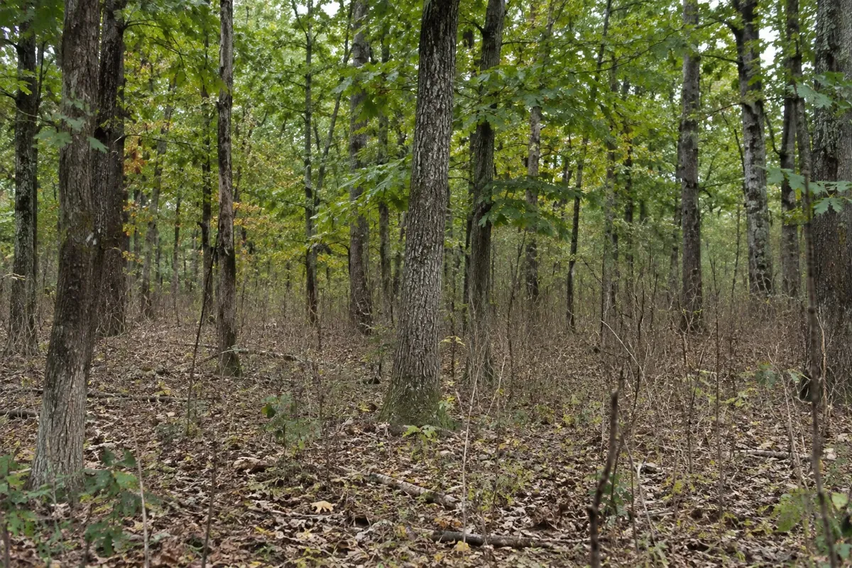 Browse line in a hardwood stand