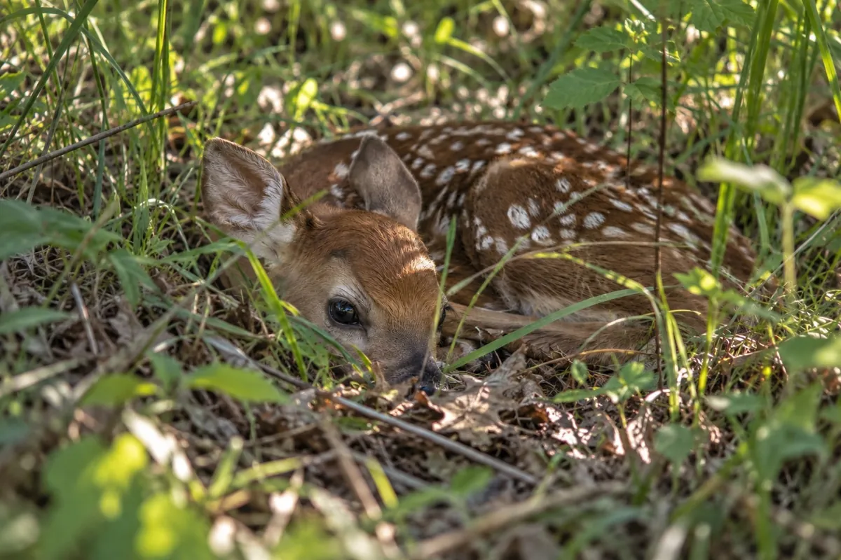 Spotted fawn bedded in leaf litter