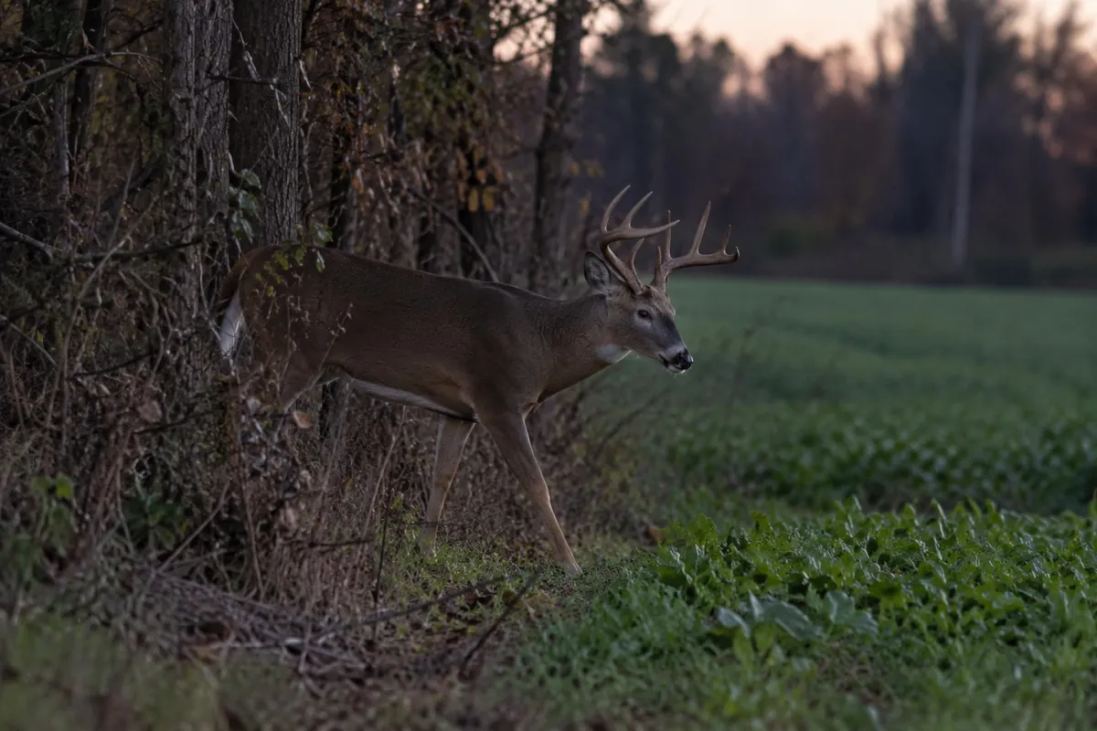 Whitetail buck stepping from timber into a field at dusk