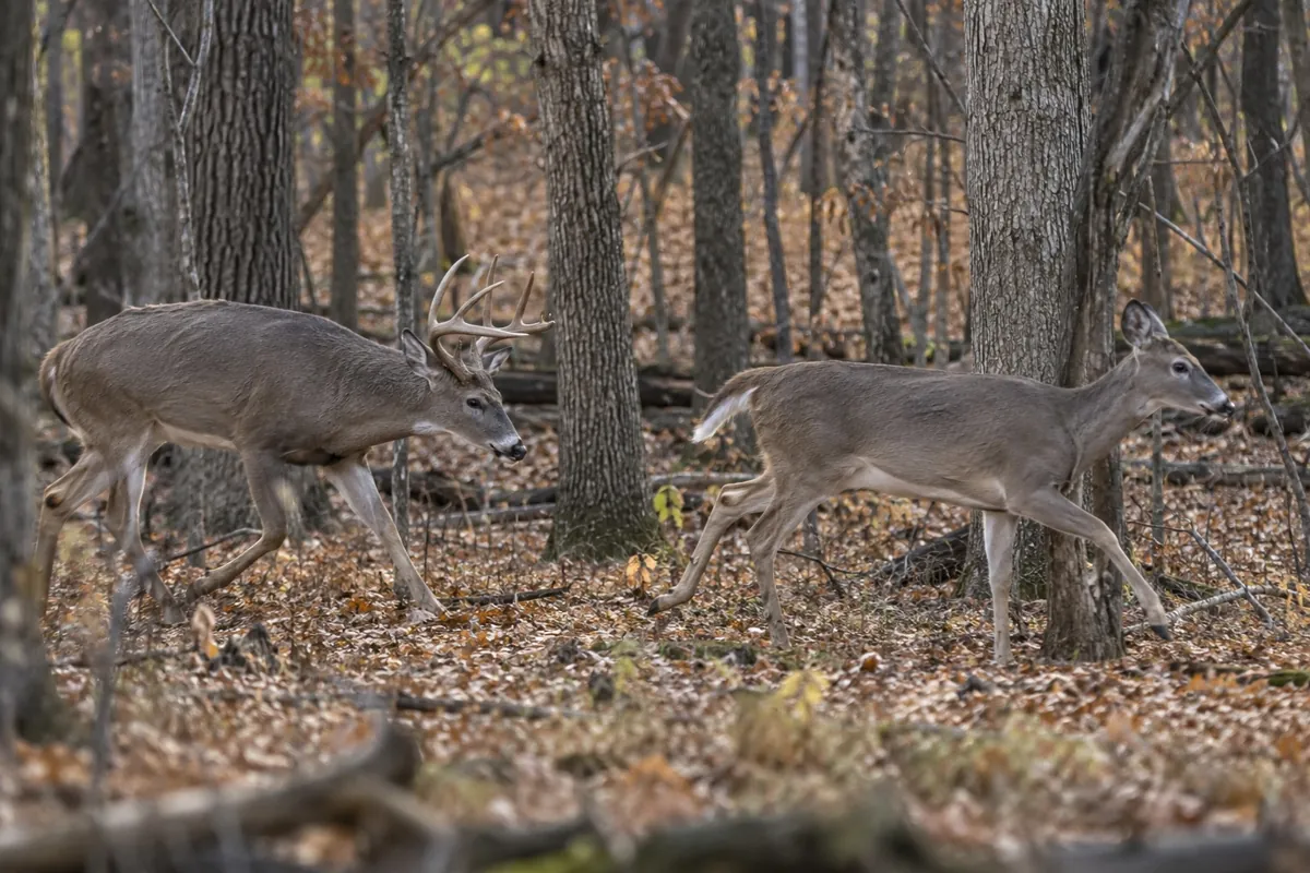 Whitetail buck trailing a doe through hardwoods during the rut