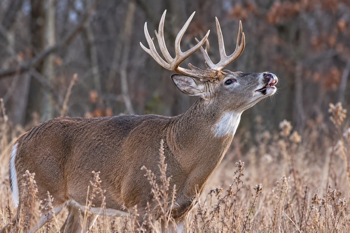 Buck performing flehmen response