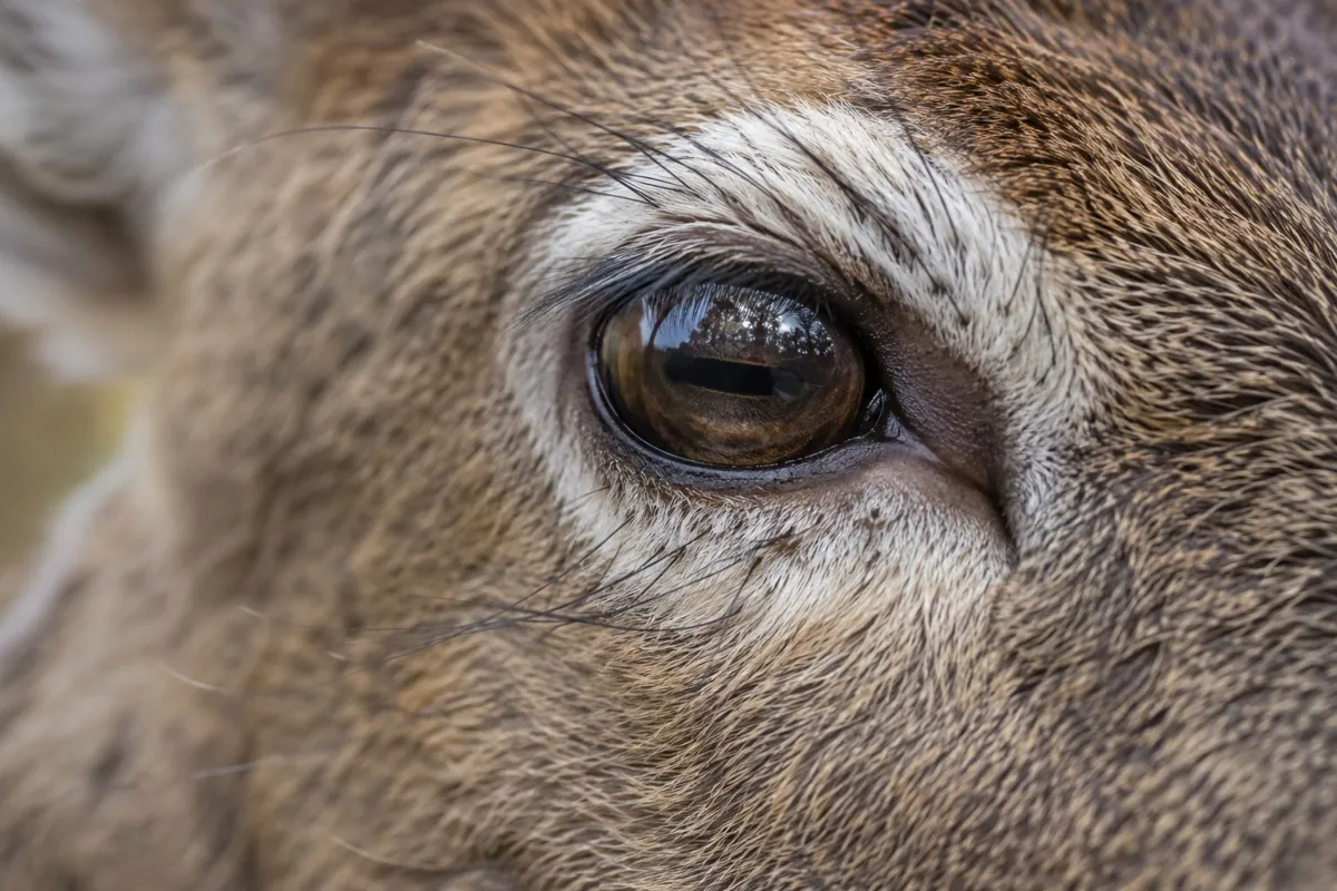 Close-up of a whitetail deer eye showing the horizontal pupil