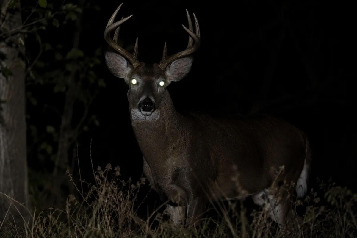Whitetail eyeshine at night